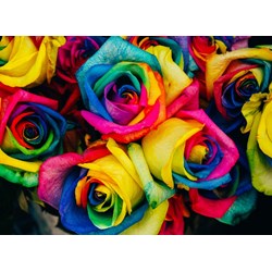 Grafika Kids (00945) - "Roses" - 300 Teile Puzzle