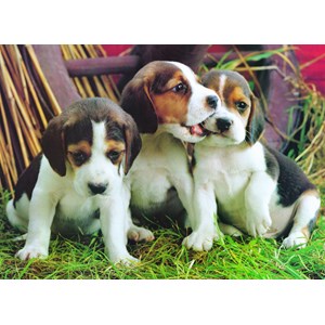 Eurographics (6000-4054) - "Welpen" - 1000 Teile Puzzle