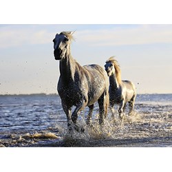 Grafika Kids (01245) - "Pferde" - 24 Teile Puzzle