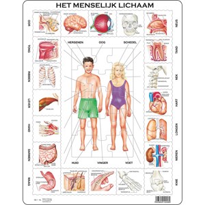 Larsen (OB1-NL) - "Het Menselijk Lichaam - NL" - 35 Teile Puzzle