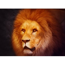 Grafika Kids (00950) - "Lion" - 300 Teile Puzzle