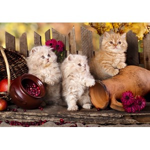 Grafika Kids (00320) - "Persian kittens" - 100 Teile Puzzle