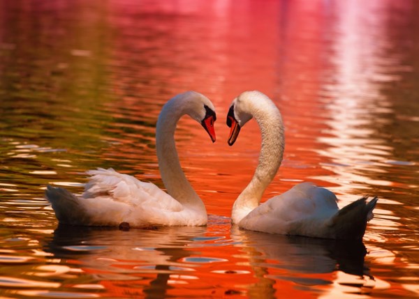 Grafika Kids (01050) - "Schwäne" - 24 Teile Puzzle