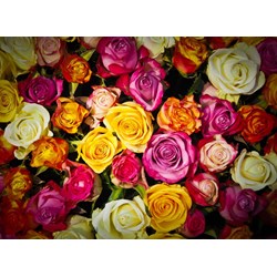 Grafika Kids (00939) - "Roses" - 300 Teile Puzzle