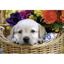 Ravensburger (08971) - "Niedliche Vierbeiner" - 24 Teile Puzzle