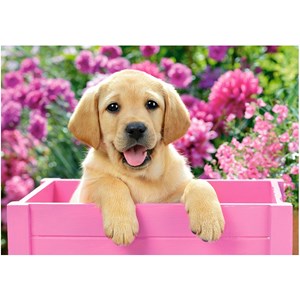 Castorland (B-52226) - "Labradorwelpe in einer pinken Kiste" - 500 Teile Puzzle