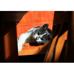 Grafika (01409) - "Kätzchen" - 1000 Teile Puzzle