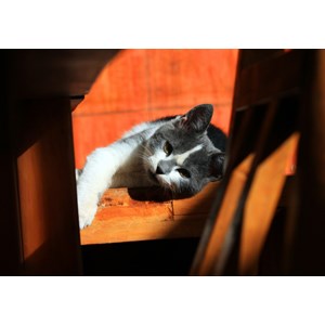 Grafika (01409) - "Kätzchen" - 1000 Teile Puzzle