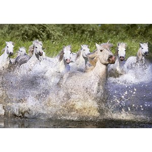 Educa (15988) - "Weiße Camargue-Pferde" - 1000 Teile Puzzle