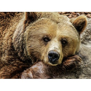 Grafika (01412) - "Bär" - 2000 Teile Puzzle