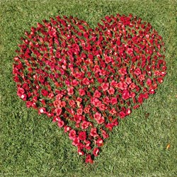 Puzzle Michele Wilson (Z81) - "Ich liebe dich" - 30 Teile Puzzle