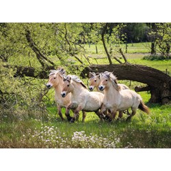 Ravensburger (14772) - "Norwegische Fjordpferde" - 500 Teile Puzzle