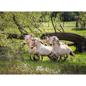 Ravensburger (14772) - "Norwegische Fjordpferde" - 500 Teile Puzzle