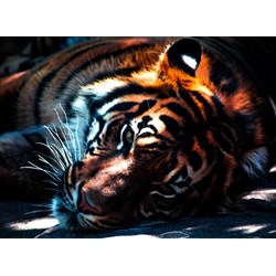 Grafika Kids (00961) - "Tiger" - 300 Teile Puzzle