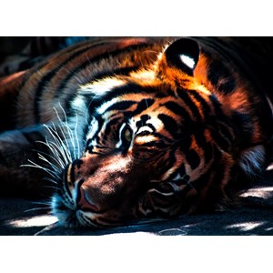 Grafika Kids (00961) - "Tiger" - 300 Teile Puzzle
