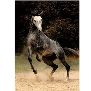 D-Toys (65988-PH02) - "Geflecktes Pferd" - 1000 Teile Puzzle