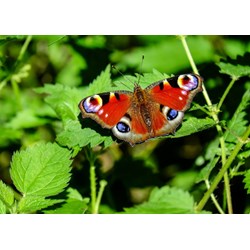 Grafika Kids (01229) - "Schmetterling" - 24 Teile Puzzle