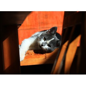 Grafika (01408) - "Kätzchen" - 2000 Teile Puzzle