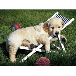 Ravensburger (14179) - "Golden Retriever" - 500 Teile Puzzle
