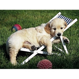 Ravensburger (14179) - "Golden Retriever" - 500 Teile Puzzle