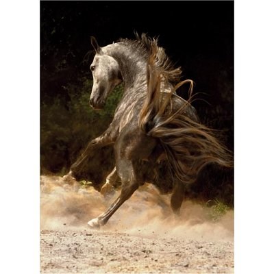 D-Toys (65988-PH03) - "Wildes Pferd" - 1000 Teile Puzzle