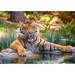 Castorland (B-52745) - "Sumatra, Tiger" - 500 Teile Puzzle