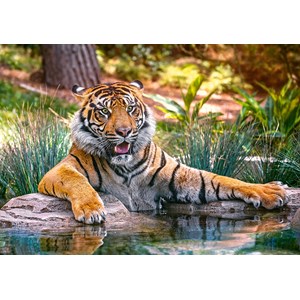Castorland (B-52745) - "Sumatra, Tiger" - 500 Teile Puzzle