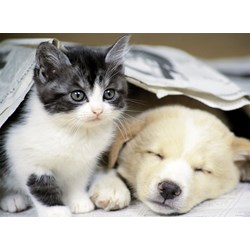 Nathan (87129) - "Wach auf und spiel mit mir" - 500 Teile Puzzle