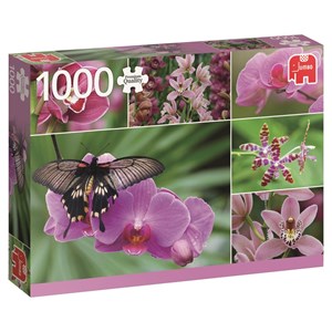 Jumbo (18354) - "Orchideen" - 1000 Teile Puzzle