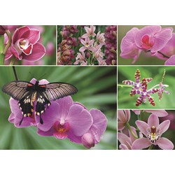 Jumbo (18354) - "Orchideen" - 1000 Teile Puzzle
