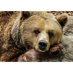 Grafika Kids (00799) - "Bear" - 100 Teile Puzzle