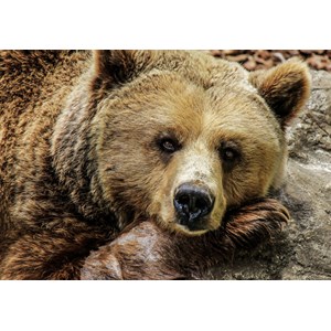 Grafika Kids (00799) - "Bear" - 100 Teile Puzzle