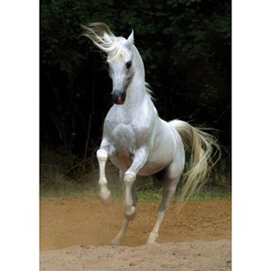 D-Toys (65988-PH01) - "Weißes Pferd" - 1000 Teile Puzzle