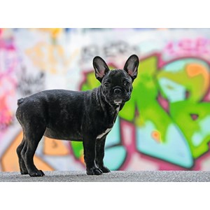 Ravensburger (14771) - "Französische Bulldogge" - 500 Teile Puzzle