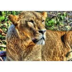 Grafika (00957) - "Löwin" - 100 Teile Puzzle