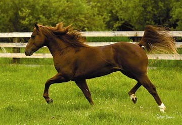 Anatolian (PER3301) - "Auf offenem Feld" - 260 Teile Puzzle