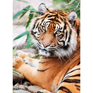 Clementoni (39295) - "Tigerportrait" - 1000 Teile Puzzle