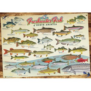 Cobble Hill (57193) - "Freshwater Fish of North America" - 1000 Teile Puzzle