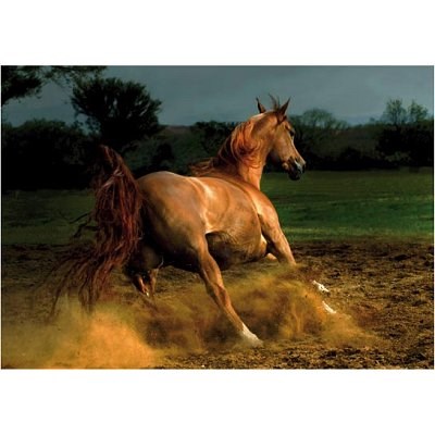 D-Toys (65988-PH04) - "Galoppierendes Pferd" - 1000 Teile Puzzle