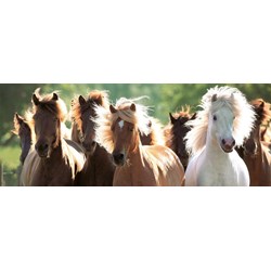 Ravensburger (15091) - "Wildpferde" - 1000 Teile Puzzle