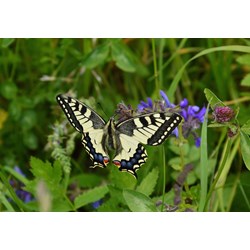 Grafika Kids (01222) - "Schmetterling" - 100 Teile Puzzle