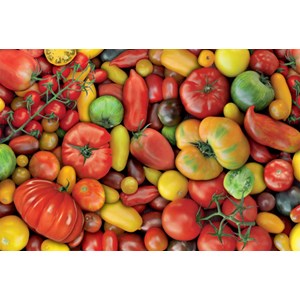Piatnik (536946) - "Tomaten" - 1000 Teile Puzzle