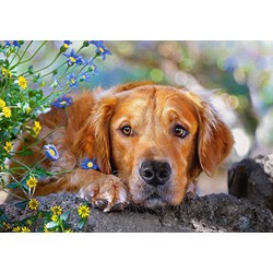 Castorland (B-52622) - "Unschuldiger Blick" - 500 Teile Puzzle