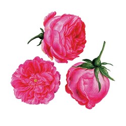 Puzzle Michele Wilson (A179-150) - Francois-Joseph Redoute: "Drei Rosen" - 150 Teile Puzzle