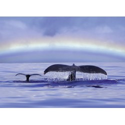 Ravensburger (14664) - "Peaceful Moment" - 500 Teile Puzzle