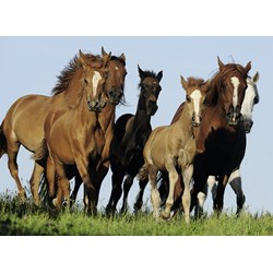 Ravensburger (14717) - "Herd of horses" - 500 Teile Puzzle