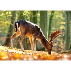 Castorland (B-52325) - "Der König des Waldes" - 500 Teile Puzzle