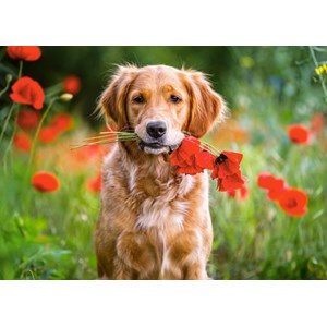 Castorland (B-018284) - "Blumen für dich" - 180 Teile Puzzle