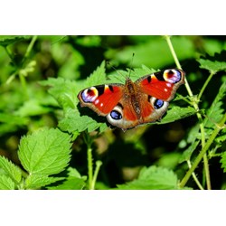 Grafika Kids (01230) - "Schmetterling" - 12 Teile Puzzle