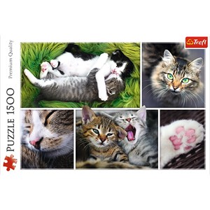 Trefl (26145) - "Entspanntes Katzenleben" - 1500 Teile Puzzle